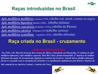 Raças introduzidas no Brasil

Apis mellifera mellifera Linnaeus (1758), (abelha real, alemã, comum ou negra)
Apis mellifera ligustica Spinola (1806),, (abelha italiana)
Apis mellifera caucásica Gorbachev (1916), (abelha da Rússia)
Apis mellifera cárnica Pollmann (1879)(abelha carnica)
Apis mellifera scutellata Lepeletier (1836), (abelha africana)

        Raça criada no Brasil - cruzamento
                                  ABELHA AFRICANIZADA
 Em 1956, o Dr. Warwick Estevan Kerr trouxe da África e introduziu em Piracicaba, 51 rainhas de Apis
mellifera adansoni e Apis mellifera capensis. Para Rio Claro, foram transferidas 27 matrizes de rainhas
africanas das quais 26 enxamearam, fugindo ao controle dos técnicos. A partir daí as abelhas africanas
foram se cruzando com as européias já existentes e se espalharam rapidamente pelo Brasil e América do
Sul, estando já na América Central, e América do Norte.
 