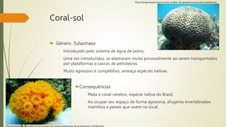 Coral-sol
 Gênero Tubastraea
- Introduzido pelo sistema de água de lastro;
- Uma vez introduzidos, se alastraram muito provavelmente ao serem transportados
por plataformas e cascos de petroleiros;
- Muito agressivo e competitivo, ameaça espécies nativas.
Consequências
- Mata o coral-cérebro, espécie nativa do Brasil;
- Ao ocupar seu espaço de forma agressiva, afugenta invertebrados
marinhos e peixes que vivem no local.
http://planetasustentavel.abril.com.br/noticias/mpf-investiga-bioinvasao-litoral-fluminense-731058.shtml
http://amigosdojoe.com.br/coral-cerebro-de-abrolhosmussismilia-braziliensis/
 