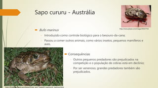 Sapo cururu - Austrália
 Bufo marinus
- Introduzido como controle biológico para o besouro-da-cana;
- Passou a comer outros animais, como vários insetos, pequenos mamíferos e
aves.
 Consequências
- Outros pequenos predadores são prejudicados na
competição e o população de cobras está em declínio;
- Por ser venenoso, grandes predadores também são
prejudicados.
http://fl.biology.usgs.gov/herps/Frogs_and_Toads/B_marinus/b_marinus.html
http://www.pbase.com/image/59357753
 