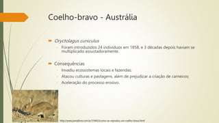 Coelho-bravo - Austrália
 Oryctolagus cuniculus
- Foram introduzidos 24 indivíduos em 1858, e 3 décadas depois haviam se
multiplicado assustadoramente.
 Consequências
- Invadiu ecossistemas locais e fazendas;
- Atacou culturas e pastagens, além de prejudicar a criação de carneiros;
- Aceleração do processo erosivo.
http://www.jornallivre.com.br/318453/como-se-reproduz-um-coelho-bravo.html
 