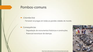 Pombos-comuns
 Columba livia
- Tornaram-se pragas em todas as grandes cidades do mundo.
 Consequências
- Degradação de monumentos históricos e construções;
- Potencial transmissor de doenças.
http://www.webcampinas.com.br/news/pombasrosario.php
 
