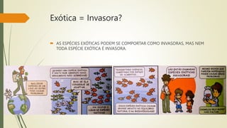 Exótica = Invasora?
 AS ESPÉCIES EXÓTICAS PODEM SE COMPORTAR COMO INVASORAS, MAS NEM
TODA ESPÉCIE EXÓTICA É INVASORA.
 