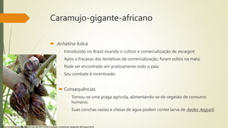 Caramujo-gigante-africano
 Achatina fulica
- Introduzido no Brasil visando o cultivo e comercialização de escargot;
- Após o fracasso das tentativas de comercialização, foram soltos na mata;
- Pode ser encontrado em praticamente todo o país;
- Seu combate é incentivado.
 Consequências
- Tornou-se uma praga agrícola, alimentando-se de vegetais de consumo
humano;
- Suas conchas vazias e cheias de água podem conter larva de Aedes Aegypti.
http://julearauju.blogspot.com.br/2013/04/cuidado-caramujo-gigante-africano.html
 
