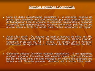 Causam prejuízos à economia.


   Unha do diabo (Cryptostégia grandiflora ) - A carnaúba, espécie de
    planta típica brasileira, tem sido ameaçada por essa espécie de planta
    de Madagascar, Esta de enrosca na carnaúba, sufocando-a e causando
    sua morte, acarretando prejuízos, inclusive econômicos, pelo fato de que
    a cera desta é fonte de renda para muitos moradores da região.


   Javali (Sus scrof) - Os ataques   de javali a lavouras de milho, em Rio
    Brilhante, cidade localizada a    163 quilômetros de Campo Grande,
    causaram prejuízos de R$ 1        milhão de acordo com a Famasul
    (Federação da Agricultura e       Pecuária de Mato Grosso do Sul).


   Gafanhoto africano (Acridium edipoda migratorium) - é um gafanhoto
    perigoso, migrador. Os insetos desta espécie viajam muitos quilômetros
    por dia, milhares deles em cada migração, em nuvens tão espessas que
    tapam o sol. Quando pousam, devoram até à última folha verde.
 