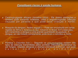 Constituem riscos à saúde humana.



   Caramujo-gigante africano (Achatina fulica) - Ele destrói plantações e
    também pode transmitir moléstias, como a angiostrongilíase (infecção
    causada por parasita e que pode levar crianças à morte).

   Mosquito da dengue ( Aedes aegypti ) - Pode ser encontrado em várias
    regiões da África e América do Sul, inclusive no Brasil. Em nosso país,
    tem transmitido a dengue a uma grande quantidade de pessoas. A
    dengue, se não tratada corretamente, pode levar o indivíduo a morte.



   Pombos ( Columba livia ) - Segundo os pneumologistas existem três
    tipos de doenças transmitidas pelos pombos: infecções bacterianas ou
    por fungos, reações alérgicas e doença intersticial pulmonar, que pode
    c u r s a r      c o m       f i b r o s e       p u l m o n a r .
 