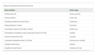 Espécies Florestais.pptx