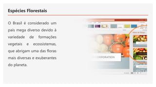 Espécies Florestais
O Brasil é considerado um
país mega diverso devido à
variedade de formações
vegetais e ecossistemas,
que abrigam uma das floras
mais diversas e exuberantes
do planeta.
 