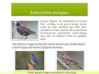 Estourinho-europeu
Ele tomou o lugar do Azulão norte-americano (Sialia Sialis)
e do Picapau do Norte (Colaptes Auratus)
Fonte: google imagens acessado em 11/07/2013
• Stumus Vulgaris, foi introduzido no Central
Park em1891, e em pouco tempo, tomou
conta de todo território dos EUA. Bem
sucedido em áreas urbanas, ele sai ganhando
na disputa por suprimentos e pelo espaço
vital, além de fazerem ninho em qualquer
lugar.
 