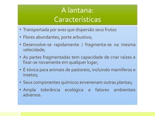 A lantana:
Características
• Transportada por aves que dispersão seus frutos
• Flores abundantes, porte arbustivo;
• Desenvolve-se rapidamente / fragmenta-se na mesma
velocidade;
• As partes fragmentadas tem capacidade de criar raízes e
fixar-se novamente em qualquer lugar;
• É tóxica para animais de pastoreio, incluindo mamíferos e
insetos;
• Seus componentes químicos envenenam outras plantas;
• Ampla tolerância ecológica a fatores ambientais
adversos.
 