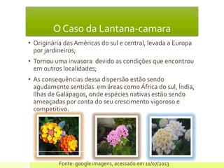 O Caso da Lantana-camara
• Originária das Américas do sul e central, levada a Europa
por jardineiros;
• Tornou uma invasora devido as condições que encontrou
em outros localidades;
• As consequências dessa dispersão estão sendo
agudamente sentidas em áreas como África do sul, Índia,
Ilhas de Galápagos, onde espécies nativas estão sendo
ameaçadas por conta do seu crescimento vigoroso e
competitivo.
Fonte: google imagens, acessado em 11/07/2013
 