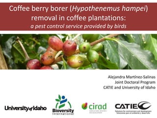 Coffee berry borer (Hypothenemus hampei) 
1 
removal in coffee plantations: 
a pest control service provided by birds 
Alejandra Martínez-Salinas 
Joint Doctoral Program 
CATIE and University of Idaho 
 