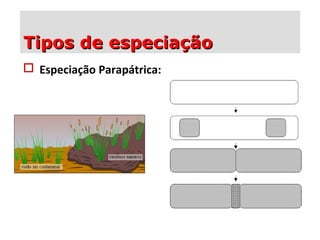  Especiação Parapátrica:
Tipos de especiaçãoTipos de especiação
 