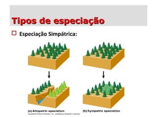  Especiação Simpátrica:
Tipos de especiaçãoTipos de especiação
 