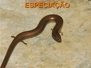 ESPECIAÇÃOESPECIAÇÃO
 