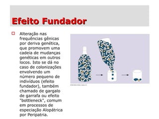 Efeito FundadorEfeito Fundador
 Alteração nas
frequências gênicas
por deriva genética,
que promovem uma
cadeia de mudanças
genéticas em outros
locos. Isto se dá no
caso de colonizações
envolvendo um
número pequeno de
indivíduos (efeito
fundador), também
chamado de gargalo
de garrafa ou efeito
"bottleneck", comum
em processos de
especiação Alopátrica
por Peripatria.
 