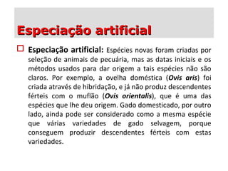 Especiação artificialEspeciação artificial
 Especiação artificial: Espécies novas foram criadas por
seleção de animais de pecuária, mas as datas iniciais e os
métodos usados para dar origem a tais espécies não são
claros. Por exemplo, a ovelha doméstica (Ovis aris) foi
criada através de hibridação, e já não produz descendentes
férteis com o muflão (Ovis orientalis), que é uma das
espécies que lhe deu origem. Gado domesticado, por outro
lado, ainda pode ser considerado como a mesma espécie
que várias variedades de gado selvagem, porque
conseguem produzir descendentes férteis com estas
variedades.
 