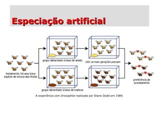 Especiação artificialEspeciação artificial
A experiência com Drosophila realizada por Diane Dodd em 1989.
 