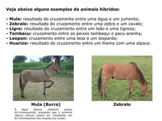 Veja abaixo alguns exemplos de animais híbridos:
- Mula: resultado do cruzamento entre uma égua e um jumento;
- Zebralo: resultado do cruzamento entre uma zebra e um cavalo;
- Ligre: resultado do cruzamento entre um leão e uma tigresa;
- Tambacu: cruzamento entre os peixes tambaqui e pacu-aranha;
- Leopon: cruzamento entre uma leoa e um leopardo;
- Huarizo: resultado do cruzamento entre um lhama com uma alpaca.
Mula (Burro) Zebralo
A égua (Equus caballus) possui
64 cromossomos, enquanto que o jumento
(Equus asinus) possui 62, resultando em
63 cromossomos nos muares (ou mulas)
 