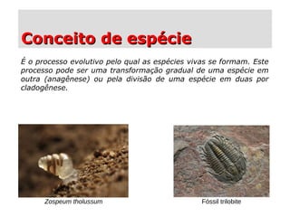 Conceito de espécieConceito de espécie
É o processo evolutivo pelo qual as espécies vivas se formam. Este
processo pode ser uma transformação gradual de uma espécie em
outra (anagênese) ou pela divisão de uma espécie em duas por
cladogênese.
Fóssil trilobiteZospeum tholussum
 