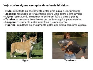 Veja abaixo alguns exemplos de animais híbridos:
- Mula: resultado do cruzamento entre uma égua e um jumento;
- Zebralo: resultado do cruzamento entre uma zebra e um cavalo;
- Ligre: resultado do cruzamento entre um leão e uma tigresa;
- Tambacu: cruzamento entre os peixes tambaqui e pacu-aranha;
- Leopon: cruzamento entre uma leoa e um leopardo;
- Huarizo: resultado do cruzamento entre um lhama com uma alpaca.
Ligre Tambacu
 