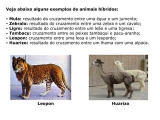 Veja abaixo alguns exemplos de animais híbridos:
- Mula: resultado do cruzamento entre uma égua e um jumento;
- Zebralo: resultado do cruzamento entre uma zebra e um cavalo;
- Ligre: resultado do cruzamento entre um leão e uma tigresa;
- Tambacu: cruzamento entre os peixes tambaqui e pacu-aranha;
- Leopon: cruzamento entre uma leoa e um leopardo;
- Huarizo: resultado do cruzamento entre um lhama com uma alpaca.
Leopon Huarizo
 