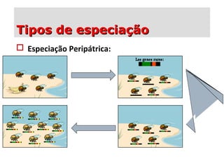  Especiação Peripátrica:
Tipos de especiaçãoTipos de especiação
 