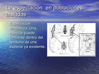 La especiación en poblacionesLa especiación en poblaciones
aisladasaisladas
• EspeciaciónEspeciación
simpátrica: Unasimpátrica: Una
especie puedeespecie puede
formarse dentro delformarse dentro del
territorio de unaterritorio de una
especie ya existente.especie ya existente.
 