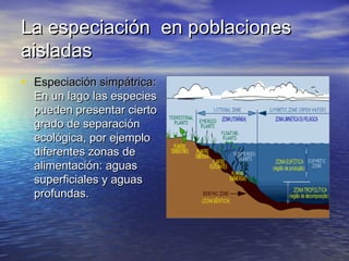 La especiación en poblacionesLa especiación en poblaciones
aisladasaisladas
• Especiación simpátrica:Especiación simpátrica:
En un lago las especiesEn un lago las especies
pueden presentar ciertopueden presentar cierto
grado de separacióngrado de separación
ecológica, por ejemploecológica, por ejemplo
diferentes zonas dediferentes zonas de
alimentación: aguasalimentación: aguas
superficiales y aguassuperficiales y aguas
profundas.profundas.
 