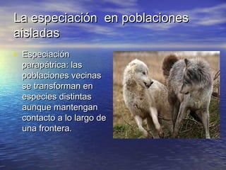 La especiación en poblacionesLa especiación en poblaciones
aisladasaisladas
• EspeciaciónEspeciación
parapátrica: lasparapátrica: las
poblaciones vecinaspoblaciones vecinas
se transforman ense transforman en
especies distintasespecies distintas
aunque mantenganaunque mantengan
contacto a lo largo decontacto a lo largo de
una frontera.una frontera.
 