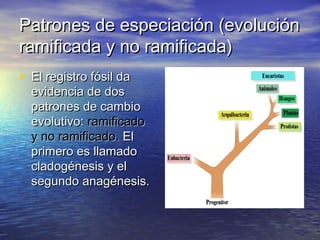 Patrones de especiación (evoluciónPatrones de especiación (evolución
ramificada y no ramificada)ramificada y no ramificada)
• El registro fósil daEl registro fósil da
evidencia de dosevidencia de dos
patrones de cambiopatrones de cambio
evolutivo:evolutivo: ramificadoramificado
y no ramificado.y no ramificado. ElEl
primero es llamadoprimero es llamado
cladogénesis y elcladogénesis y el
segundo anagénesis.segundo anagénesis.
 