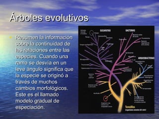 Árboles evolutivosÁrboles evolutivos
• Resumen la informaciónResumen la información
sobre la continuidad desobre la continuidad de
las relaciones entre laslas relaciones entre las
especies. Cuando unaespecies. Cuando una
rama se desvía en unrama se desvía en un
leve ángulo significa queleve ángulo significa que
la especie se originó ala especie se originó a
través de muchostravés de muchos
cambios morfológicos.cambios morfológicos.
Este es el llamadoEste es el llamado
modelo gradual demodelo gradual de
especiación.especiación.
 