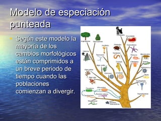 Modelo de especiaciónModelo de especiación
punteadapunteada
• Según este modelo laSegún este modelo la
mayoría de losmayoría de los
cambios morfológicoscambios morfológicos
están comprimidos aestán comprimidos a
un breve periodo deun breve periodo de
tiempo cuando lastiempo cuando las
poblacionespoblaciones
comienzan a divergir.comienzan a divergir.
 