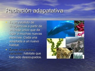 Radiación adapatativaRadiación adapatativa
• Es un estallido deEs un estallido de
divergencias a partir dedivergencias a partir de
un linaje único que daun linaje único que da
lugar a muchas nuevaslugar a muchas nuevas
especies. Cada unaespecies. Cada una
adaptada a un nuevoadaptada a un nuevo
hábitat.hábitat.
• Zonas adaptativasZonas adaptativas
vacantes:vacantes: hábitats quehábitats que
han sido desocupados.han sido desocupados.
 
