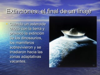 Extinciones: el final de un linajeExtinciones: el final de un linaje
• Cuando un asteroideCuando un asteroide
chocó con la tierra ychocó con la tierra y
provocó la extinciónprovocó la extinción
de los dinosaurios,de los dinosaurios,
los mamíferoslos mamíferos
sobrevivieron y sesobrevivieron y se
irradiaron hacia lasirradiaron hacia las
zonas adaptativaszonas adaptativas
vacantes.vacantes.
 