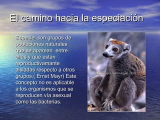 El camino hacia la especiaciónEl camino hacia la especiación
• Especie: son grupos deEspecie: son grupos de
poblaciones naturalespoblaciones naturales
que se aparean entreque se aparean entre
ellas y que estánellas y que están
reproductivamantereproductivamante
aisladas respecto a otrosaisladas respecto a otros
grupos.( Ernst Mayr) Estegrupos.( Ernst Mayr) Este
concepto no es aplicableconcepto no es aplicable
a los organismos que sea los organismos que se
reproducen vía asexualreproducen vía asexual
como las bacterias.como las bacterias.
 