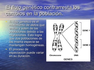El flujo genético contrarresta losEl flujo genético contrarresta los
cambios en la población.cambios en la población.
• El flujo genético es elEl flujo genético es el
movimiento de alelos quemovimiento de alelos que
entran y salen de lasentran y salen de las
poblaciones debido a laspoblaciones debido a las
migraciones. Esto logramigraciones. Esto logra
que dos poblaciones deque dos poblaciones de
las misma especie selas misma especie se
mantengan homogéneas.mantengan homogéneas.
• El proceso deEl proceso de
especiación puede variarespeciación puede variar
en su duración.en su duración.
 