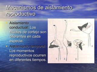 Mecanismos de aislamientoMecanismos de aislamiento
reproductivoreproductivo
• AislamientoAislamiento
conductual:conductual: LosLos
rituales de cortejo sonrituales de cortejo son
diferentes en cadadiferentes en cada
especie.especie.
• Aislamiento temporal:Aislamiento temporal:
Los momentosLos momentos
reproductivos ocurrenreproductivos ocurren
en diferentes tiempos.en diferentes tiempos.
 