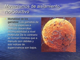 Mecanismos de aislamientoMecanismos de aislamiento
reproductivoreproductivo
• Mortalidad de losMortalidad de los
gametos:gametos: Los gametos deLos gametos de
distintas especies adistintas especies a
menudo desarrollanmenudo desarrollan
incompatibilidad a nivelincompatibilidad a nivel
molecular.De lo contrariomolecular.De lo contrario
se forman híbridos que ase forman híbridos que a
menudo son débiles ymenudo son débiles y
sus índices desus índices de
supervivencia son bajos.supervivencia son bajos.
 