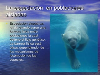 La especiación en poblacionesLa especiación en poblaciones
aisladasaisladas
• Especiación alopátrica:Especiación alopátrica:
se da cuando surge unase da cuando surge una
barrera física entrebarrera física entre
poblaciones la cualpoblaciones la cual
detiene el flujo genético.detiene el flujo genético.
La barrera física seráLa barrera física será
eficaz dependiendo deeficaz dependiendo de
los mecanismos delos mecanismos de
locomoción de laslocomoción de las
especies.especies.
 