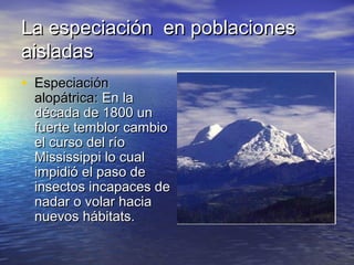 La especiación en poblacionesLa especiación en poblaciones
aisladasaisladas
• EspeciaciónEspeciación
alopátrica:alopátrica: En laEn la
década de 1800 undécada de 1800 un
fuerte temblor cambiofuerte temblor cambio
el curso del ríoel curso del río
Mississippi lo cualMississippi lo cual
impidió el paso deimpidió el paso de
insectos incapaces deinsectos incapaces de
nadar o volar hacianadar o volar hacia
nuevos hábitats.nuevos hábitats.
 