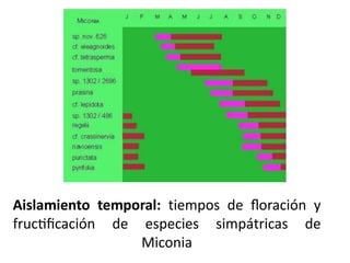 Aislamiento temporal: tiempos de floración y
fructificación de especies simpátricas de
Miconia
 