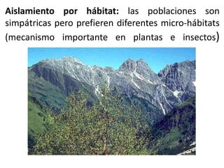 Aislamiento por hábitat: las poblaciones son
simpátricas pero prefieren diferentes micro-hábitats
(mecanismo importante en plantas e insectos)
 