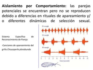 Aislamiento por Comportamiento: las parejas
potenciales se encuentran pero no se reproducen
debido a diferencias en rituales de apareamiento y/
o diferentes dinámicas de selección sexual.
Sistema Específico de
Reconocimiento de Pareja:
-Canciones de apareamiento del
grillo Chrysoperla plorabunda
 