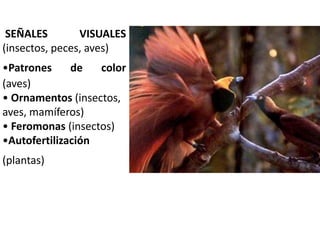 SEÑALES VISUALES
(insectos, peces, aves)
•Patrones de color
(aves)
• Ornamentos (insectos,
aves, mamíferos)
• Feromonas (insectos)
•Autofertilización
(plantas)
 