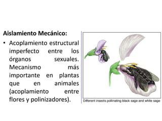 Aislamiento Mecánico:
• Acoplamiento estructural
imperfecto entre los
órganos sexuales.
Mecanismo más
importante en plantas
que en animales
(acoplamiento entre
flores y polinizadores).
 