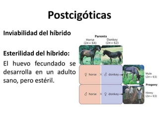 Postcigóticas
Inviabilidad del híbrido
Esterilidad del híbrido:
El huevo fecundado se
desarrolla en un adulto
sano, pero estéril.
 