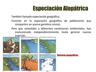 Especiación Alopátrica
También llamada especiación geográfica.
Consiste en la separación geográfica de poblaciones que
comparten un acervo genético común.
Pero que sometidas a diferentes condiciones ambientales, han
evolucionado independientemente hasta generar nuevas
especies.
Barreras geográficas
 