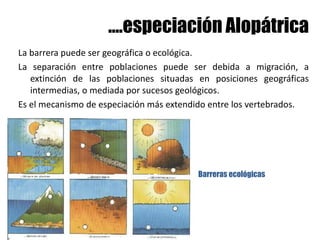 ....especiación Alopátrica
La barrera puede ser geográfica o ecológica.
La separación entre poblaciones puede ser debida a migración, a
extinción de las poblaciones situadas en posiciones geográficas
intermedias, o mediada por sucesos geológicos.
Es el mecanismo de especiación más extendido entre los vertebrados.
Barreras ecológicas
 