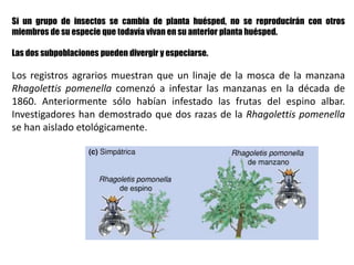 Si un grupo de insectos se cambia de planta huésped, no se reproducirán con otros
miembros de su especie que todavía vivan en su anterior planta huésped.
Las dos subpoblaciones pueden divergir y especiarse.
Los registros agrarios muestran que un linaje de la mosca de la manzana
Rhagolettis pomenella comenzó a infestar las manzanas en la década de
1860. Anteriormente sólo habían infestado las frutas del espino albar.
Investigadores han demostrado que dos razas de la Rhagolettis pomenella
se han aislado etológicamente.
 
