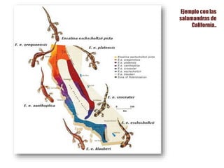 Ejemplo con las
salamandras de
California..
 